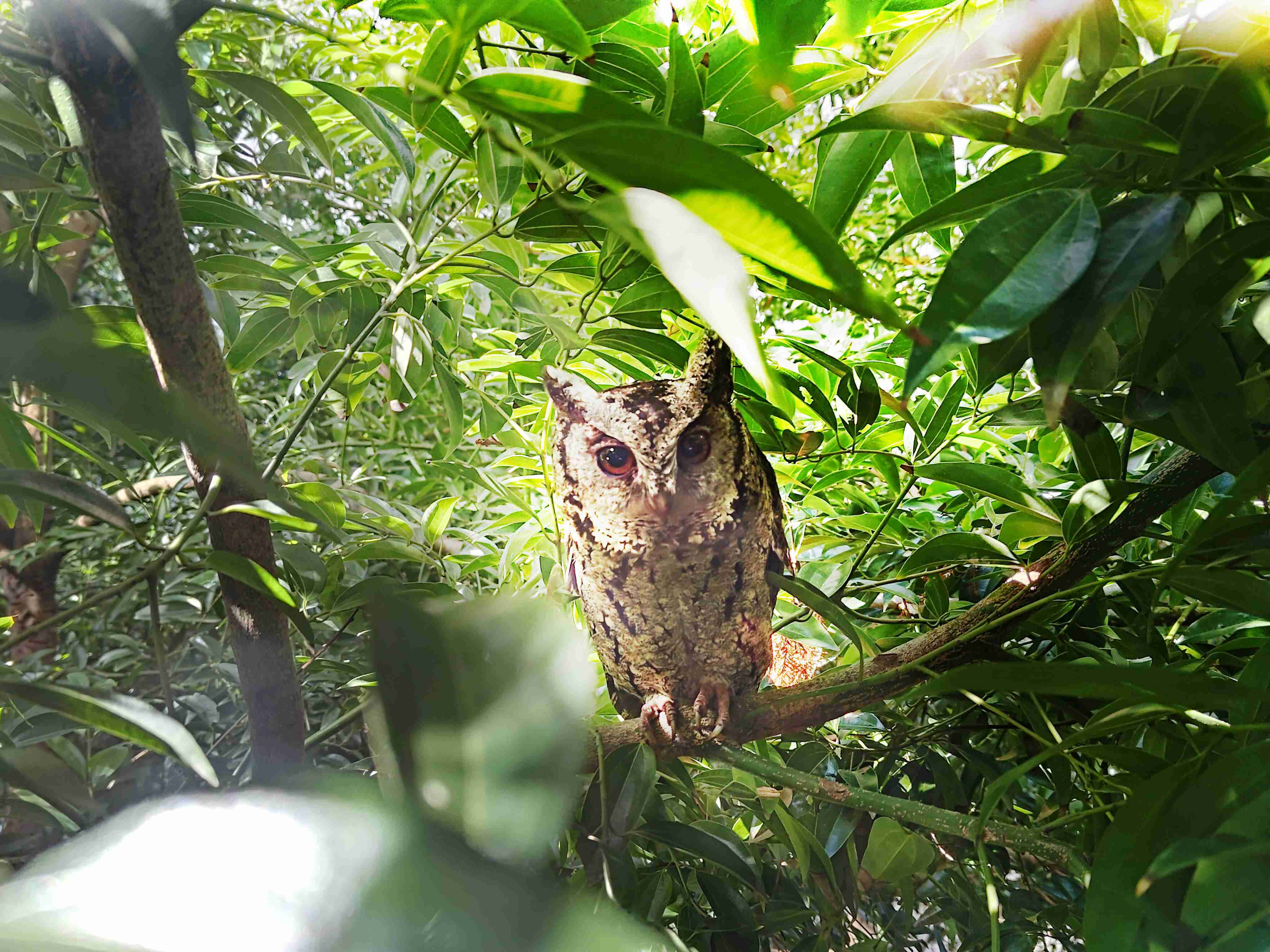 OBPay致力提倡净零绿生活，，，，16年以来在全球各厂区植树逾百万棵，，造就各厂区树木蔚然成林，，犹如森林工厂，，成为许多生物的栖息地